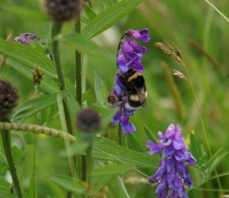 Lucorum on Vetch Lucorum on Vetch